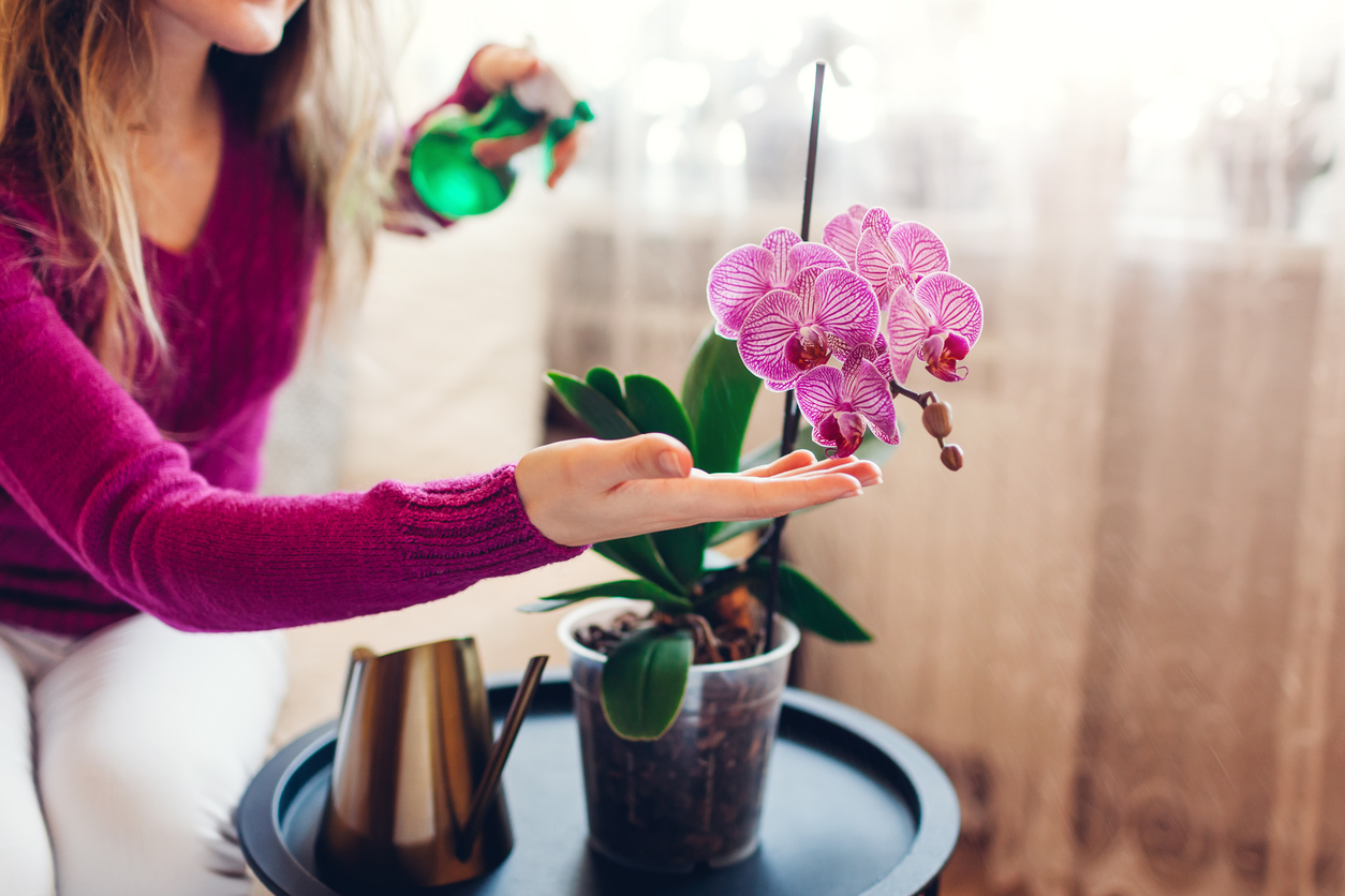 Orchideen richtig bewässern Orchideen richtig bewässern