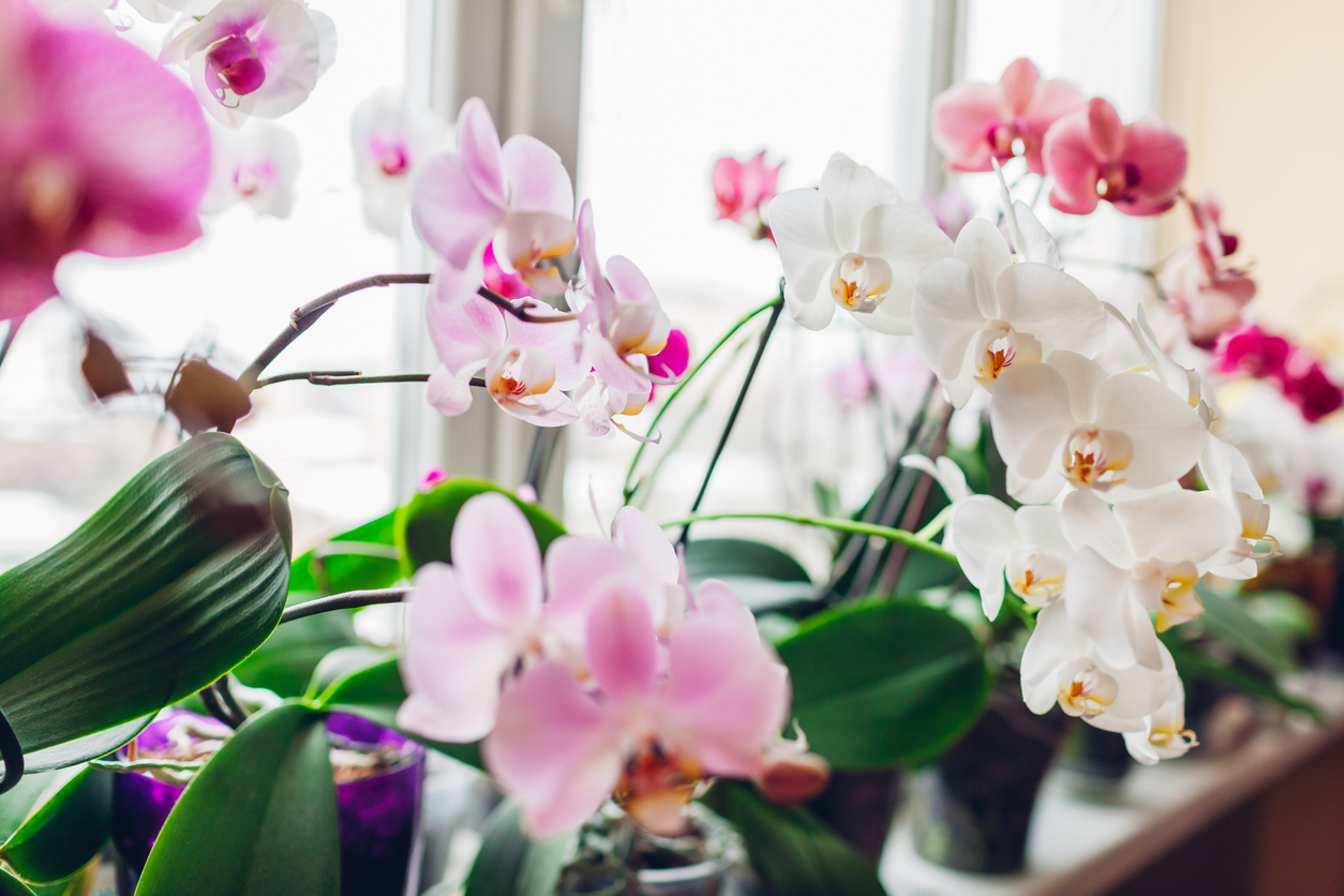 Orchideenstandort in der Wohnung Orchideenstandort in der Wohnung
