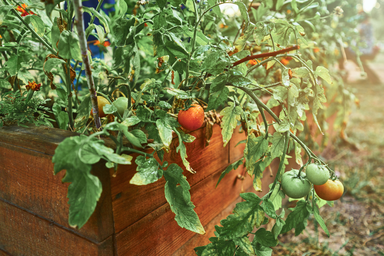 Tomaten im Hochbeet