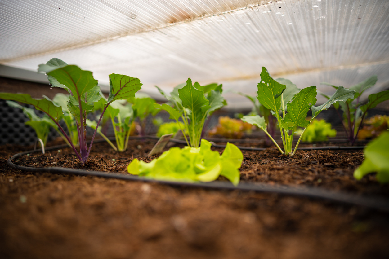 Kohlrabi im Frühbeet anpflanzen
