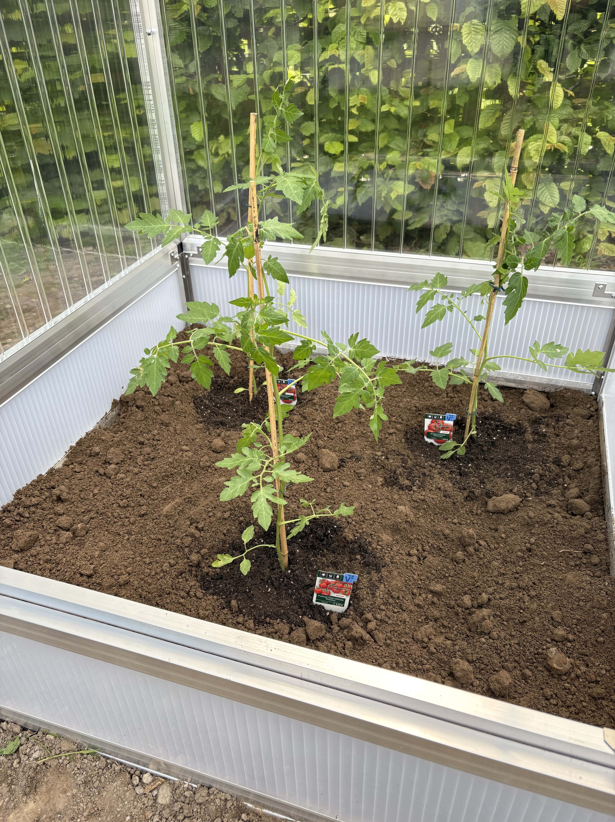 Bepflanztes Mini-Gewächshaus für Tomaten