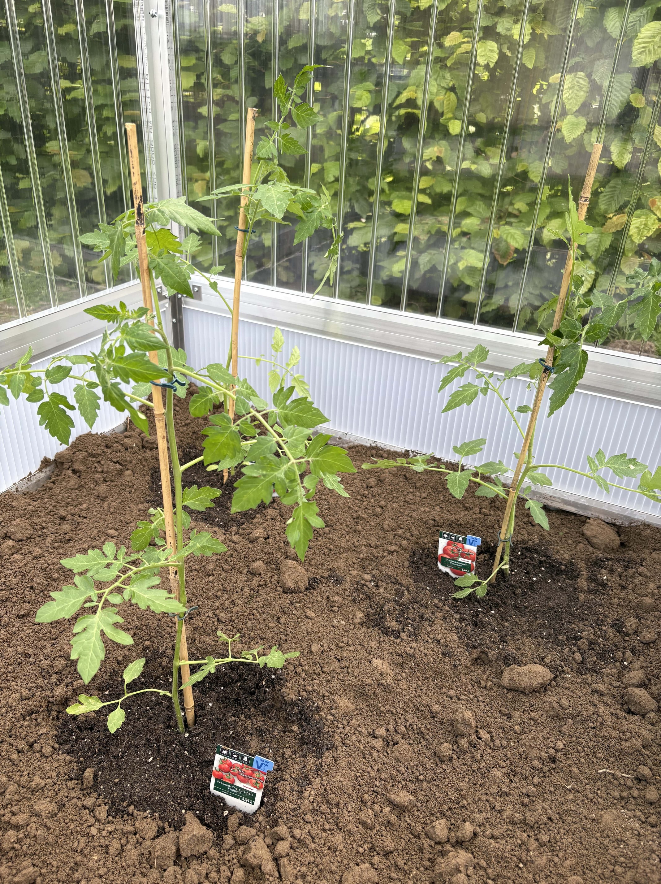 Die Tomatenpflanzen im Frühbeet