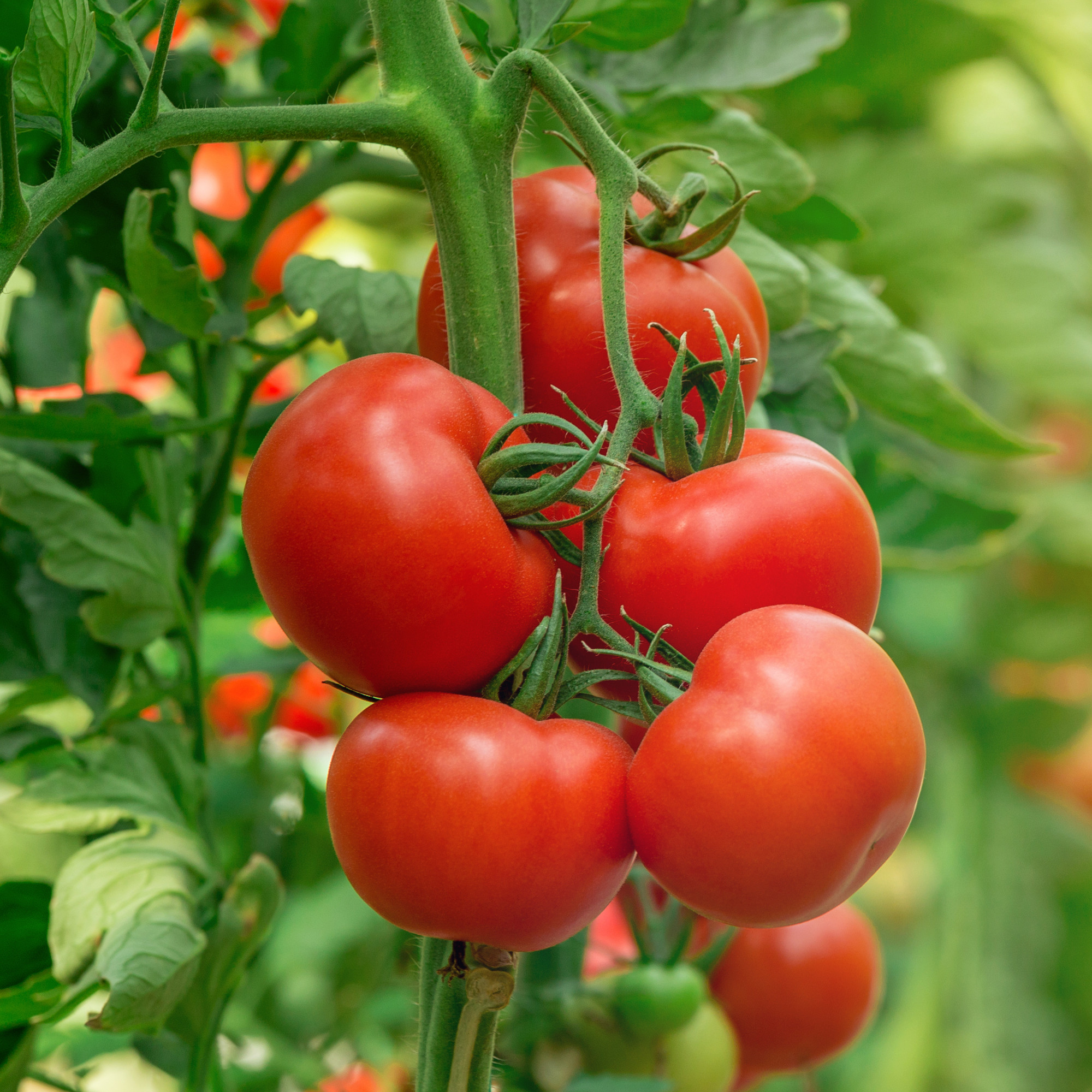 Tomaten selbst anbauen im Frühbeet
