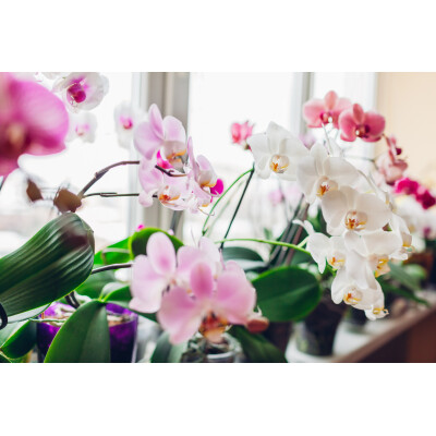 Orchideen richtig pflegen: Tipps und...
