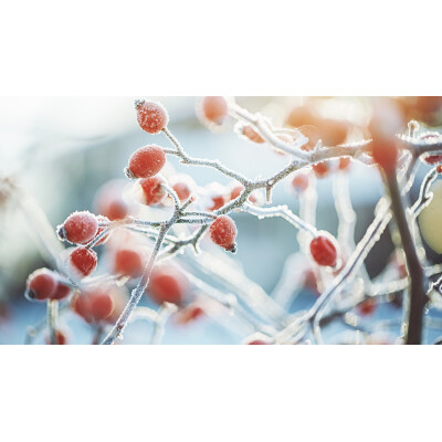 Gartenpflegetipps für den Winter: So...