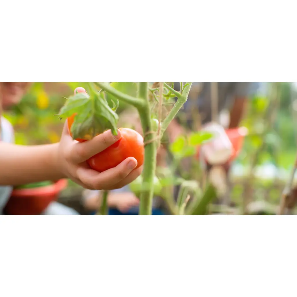 Tomaten selbst anbauen im eigenen Garten